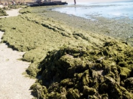 Ученые назвали ряд факторов небывалого скопления в Азовском море водорослей (фото)