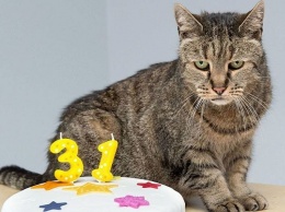 Старейший кот в мире отпраздновал 31-й день рождения (+3 фото)
