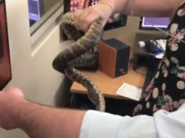 В Австралии змея едва не сорвала прямой эфир (видео)