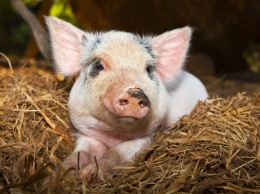 В Винницкой области вспыхнула африканская чума свиней
