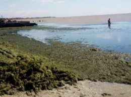 Нашествие водорослей в Кирилловке: специалисты назвали причины
