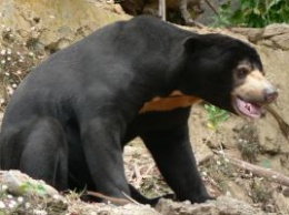 В Таиланде медведь напал на туриста из-за еды