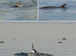Фотофакт. На курортах Херсонщины отдыхающих радуют дельфины