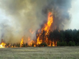 В Одесской области спасатели тушат масштабный лесной пожар
