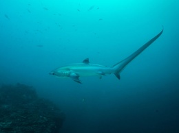 У берегов Антальи поймали пятиметровую акулу