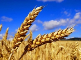 Луганщина лидирует по урожаю ранних зерновых культур