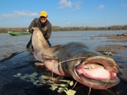 В Калининграде гигантская рыба мешала строителям реконстуировать мост (фото)