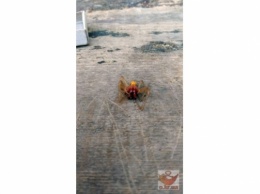 Фотофакт: В Кривом Роге появились опасные ядовитые пауки