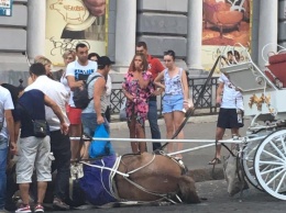 В Одессе запряженная в карету лошадь упала в обморок от жары