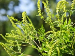 В Херсоне началось цветение амброзии. Как узнать, что у вас аллергия?