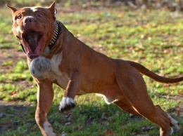 На запорожца напала бойцовская собака: хозяйке грозит штраф до 85 гривен