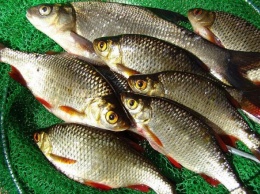 В Запорожской области два браконьера наловили рыбы почти на 40 тысяч