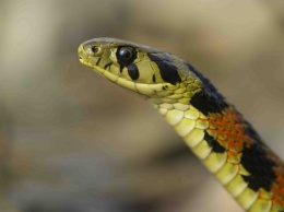 Ползучие гости: отдыхающих запорожских курортов пугают змеи