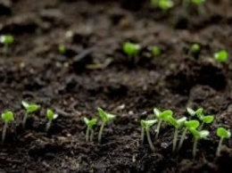 ФАО в Украине до декабря 2017г разработает проект по адаптации сельского хозяйства к изменениям климата
