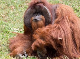 Умер орангутан, владевший языком жестов