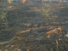 Поджигатели леса под Антоновкой освободили место для коттеджного городка?