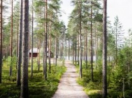 Загадочное исчезновение 37-ми украинцев в Финляндии: на сбор ягод их мог отправить российский бизнесмен