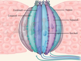 Ученые выяснили, как язык распознает пять базовых вкусов пищи