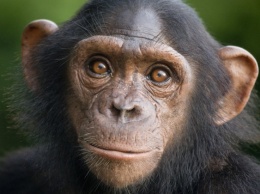 Шимпанзе могут освоить игру в «камень-ножницы-бумага»