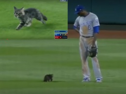 С пушистым шутки плохи: котенок сорвал бейсбольный матч в США