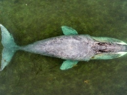 Севший на мель в реке РФ кит вернулся в море