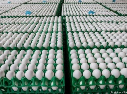 Следы фипронила в яйцах обнаружены уже в 12 странах Европы