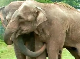 Эти два слона не виделись 22 года. Смотрите, как они встретились