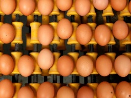 Еврокомиссия созовет экстренную встречу из-за яиц с фипронилом