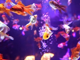Ученые узнали, как запои помогают золотым рыбкам месяцами жить без воздуха