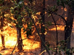 В области и районе сильные пожары. Кременчуг задыхается в дыму (фото и видео)