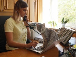 В Днепропетровской ОГА работает кошка