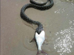 На Воронцовском пляже Днепра сфотографировали устрашающую змею (ФОТО)