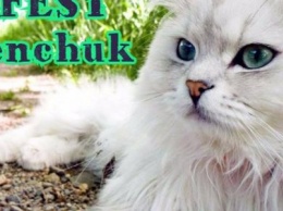В Кременчуге состоится фестиваль всех кошек КотоFest!