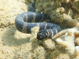 Морские змеи становятся черными, чтобы очиститься