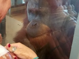 Реакция орангутана на ожоги посетительницы зоопарка ошеломила Интернет!