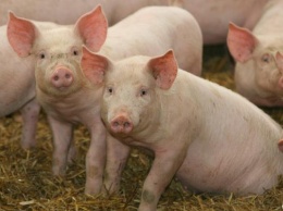Поголовье свиней в Украине сократилось до пятилетнего минимума