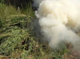 На Сумщине полицейские сожгли две «конопляные плантации»