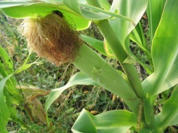 6 причин отказаться от кукурузы навсегда! Больше ни зернышка