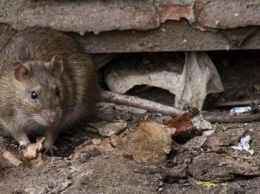 Гигантские крысы заполонили столичные дворы