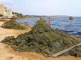 Вонь, грязь и кучи водорослей: экологическая катастрофа в Крыжановке