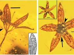 Обнаружены окаменевшие в янтаре цветы возрастом около 100 миллионов лет