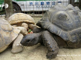 Сбежавшую из японского зверинца гигантскую черепаху смогли догнать через две недели