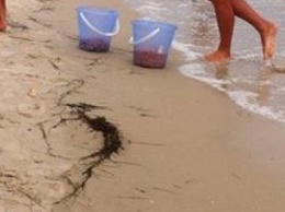 На херсонском морском курорте продают креветки с песком и мухами