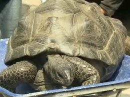 Операция побег: огромная черепаха сбежала из зоопарка в Японии