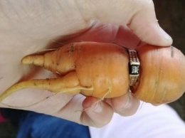 Канадка нашла потерянный 13 лет назад перстень на морковке