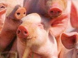 В Днепропетровской области свиньи снова умирают от африканской чумы