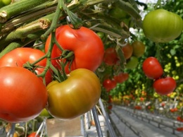 Биологи открыли ген, делающий помидоры большими