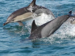 В Черном море вымирают дельфины
