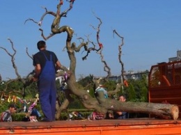 Жителей Черноморска призывают дать вторую жизнь «дереву счастья» из Приморского парка
