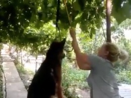 Полиция разбирается с одесситкой, которая подвесила на ошейнике собаку, чтобы отомстить мужу